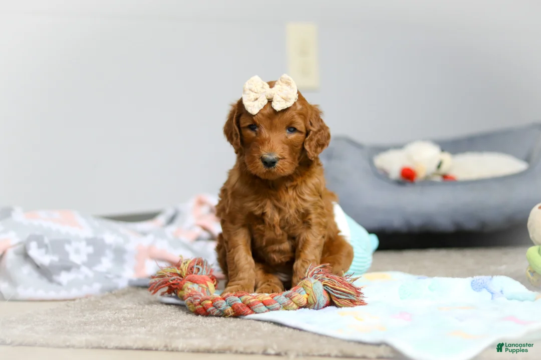 Goldendoodle dogs for sale: Pearl F1b - Ad 2