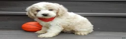 Cockapoo dogs for sale: Ollie - Ad 5