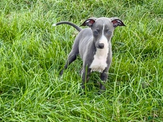 Italian Greyhound dogs Trina - Ad 20