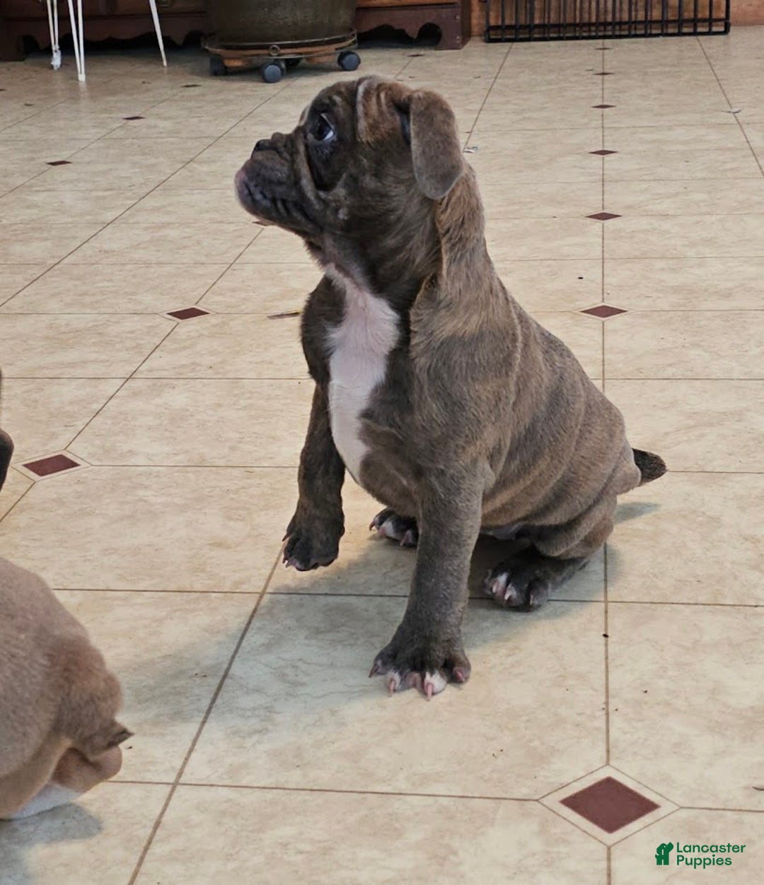Mixed Breed dogs for sale: Blue Twist - Ad 6