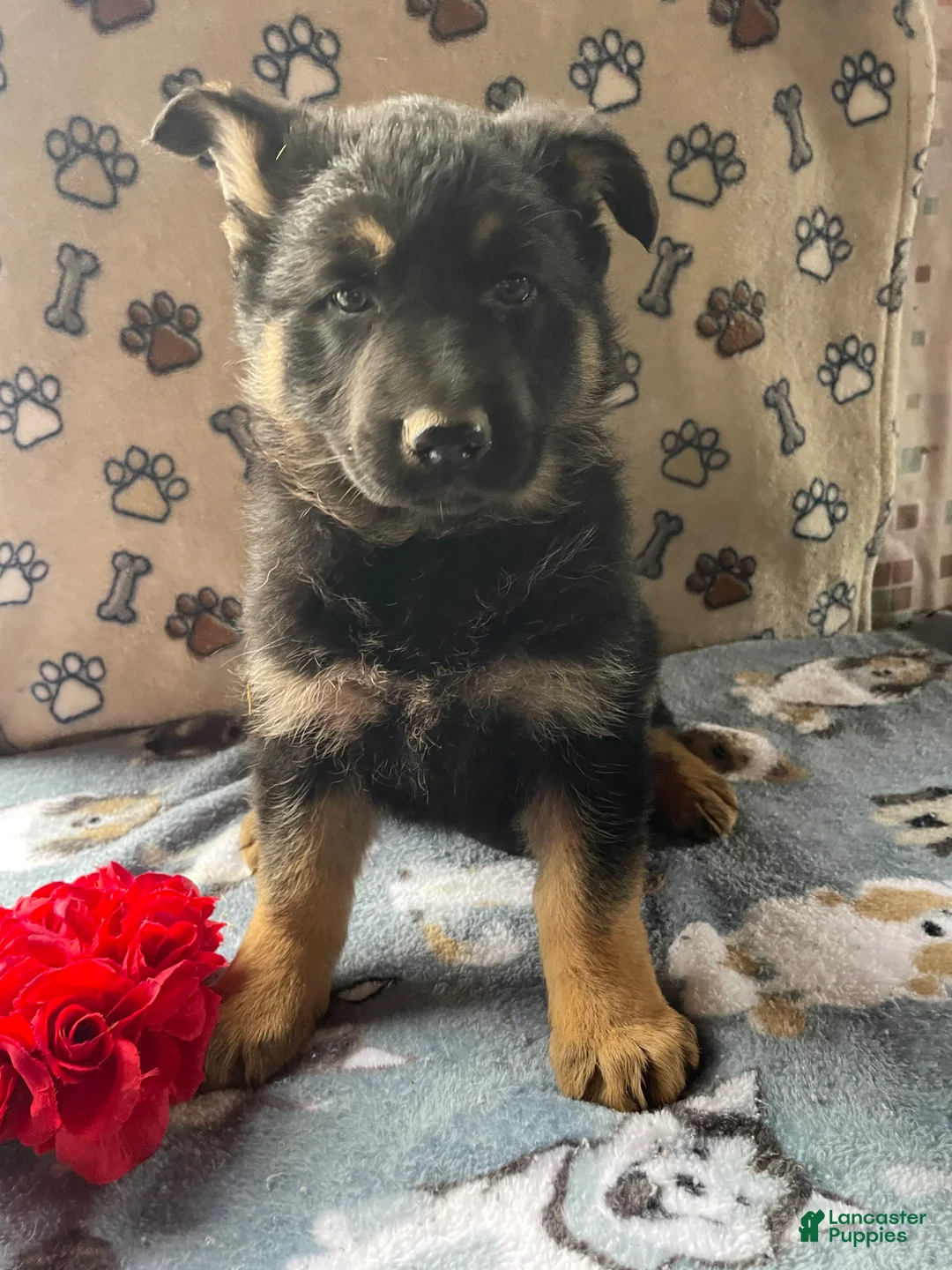 German Shepherd dogs for sale: Sasha - Ad 4