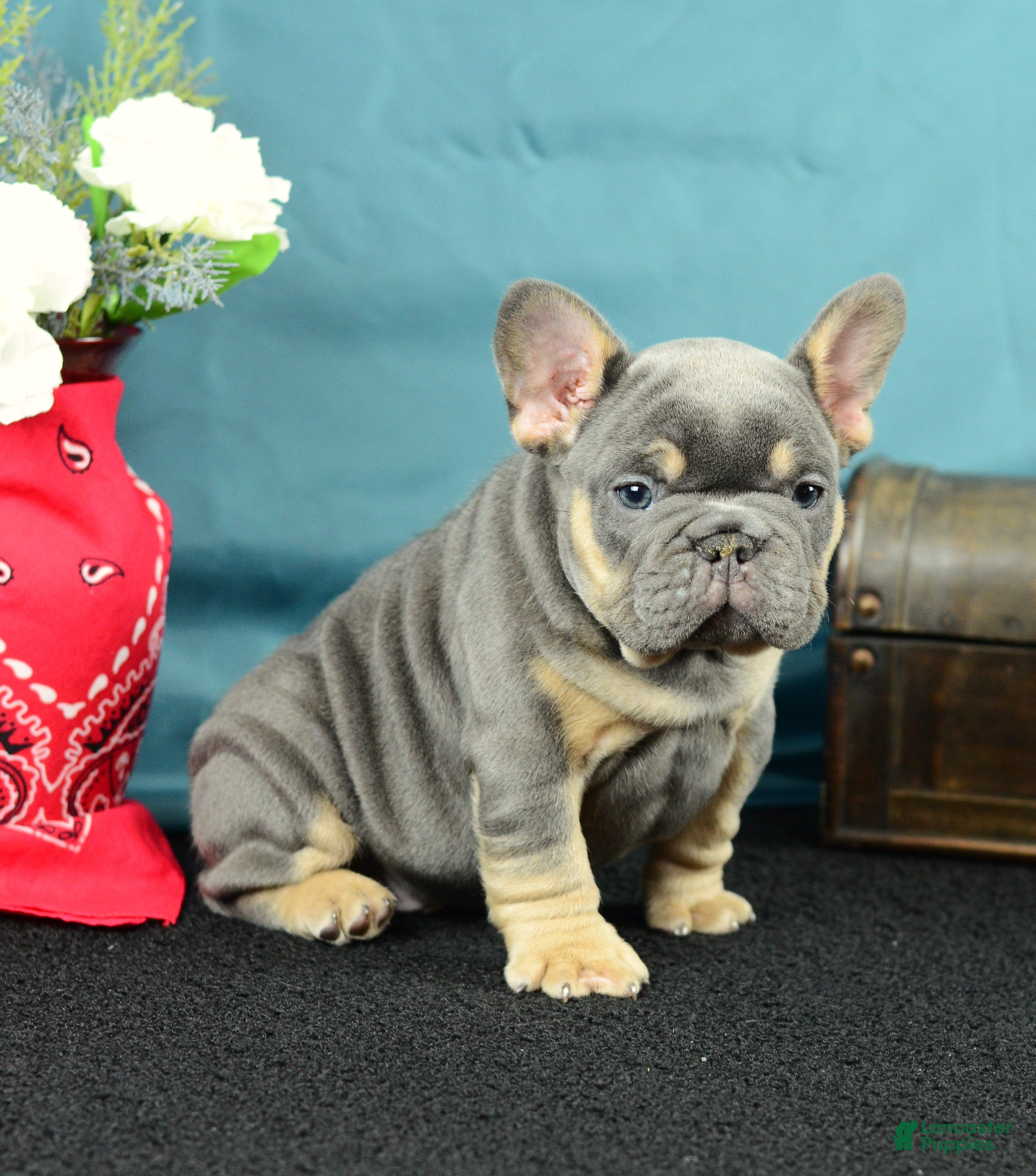 French Bulldog dogs 120 Theo - Ad 1