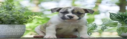 Olde English Bulldogge dogs for sale: Austin - Ad 3