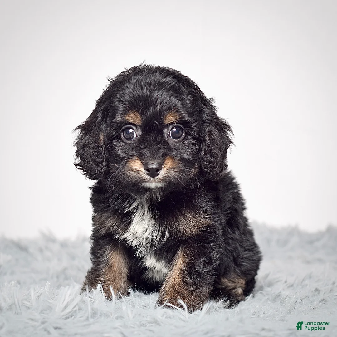Cavapoo dogs for sale: Ms. Buttons  - Ad 5