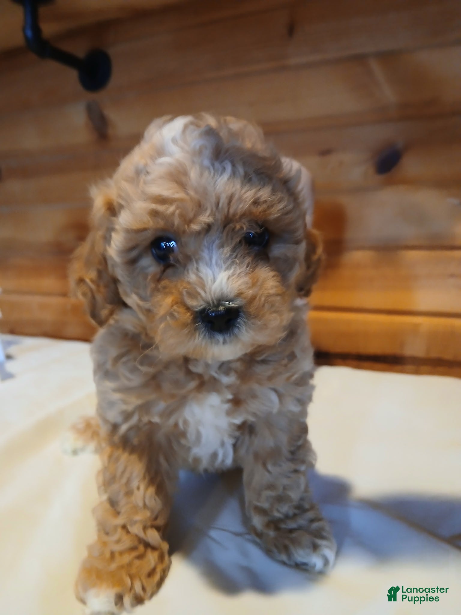 Bichpoo dogs Buckeye - Ad 41