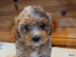 Bichpoo dogs Buckeye - Ad 1