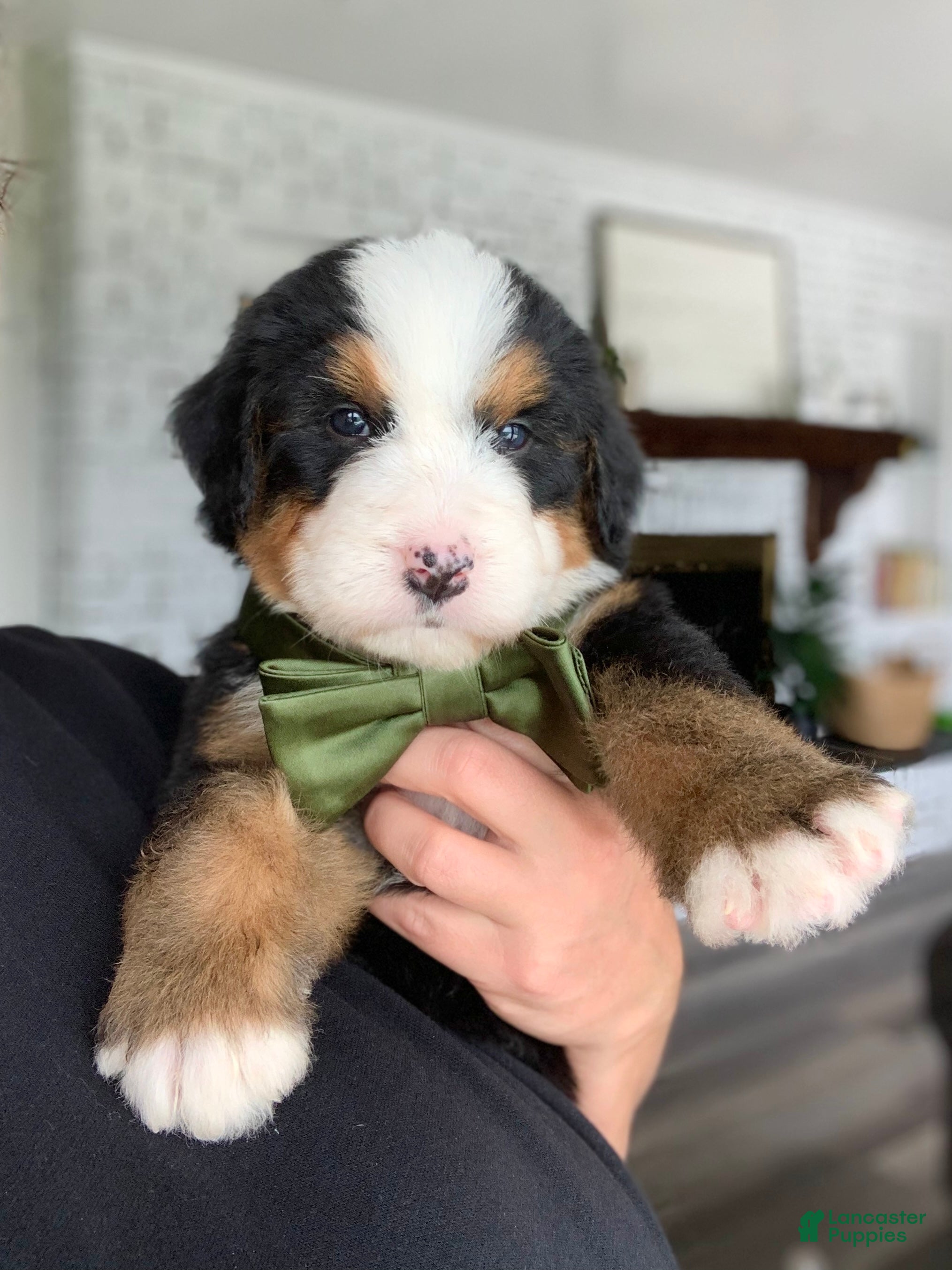 Bernedoodle dogs Marco - Ad 2