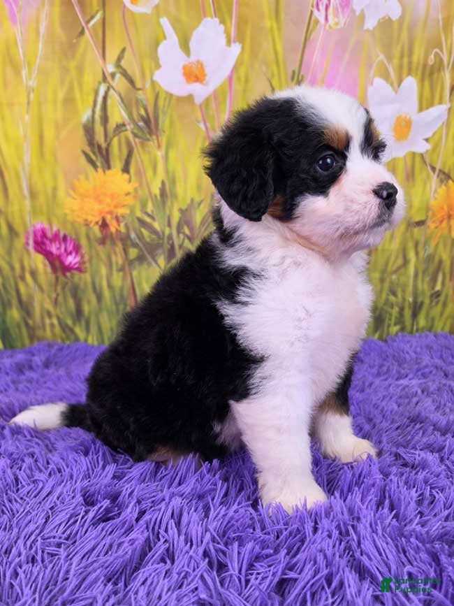 Mini Bernedoodle dogs Meadow - Ad 2
