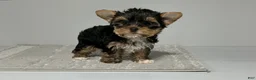 Yorkshire Terrier dogs for sale: Remi - Ad 5
