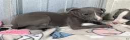 Italian Greyhound dogs for sale: Andy - Ad 6