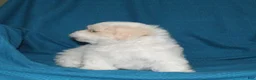 Malshi dogs for sale: Chip - Ad 4