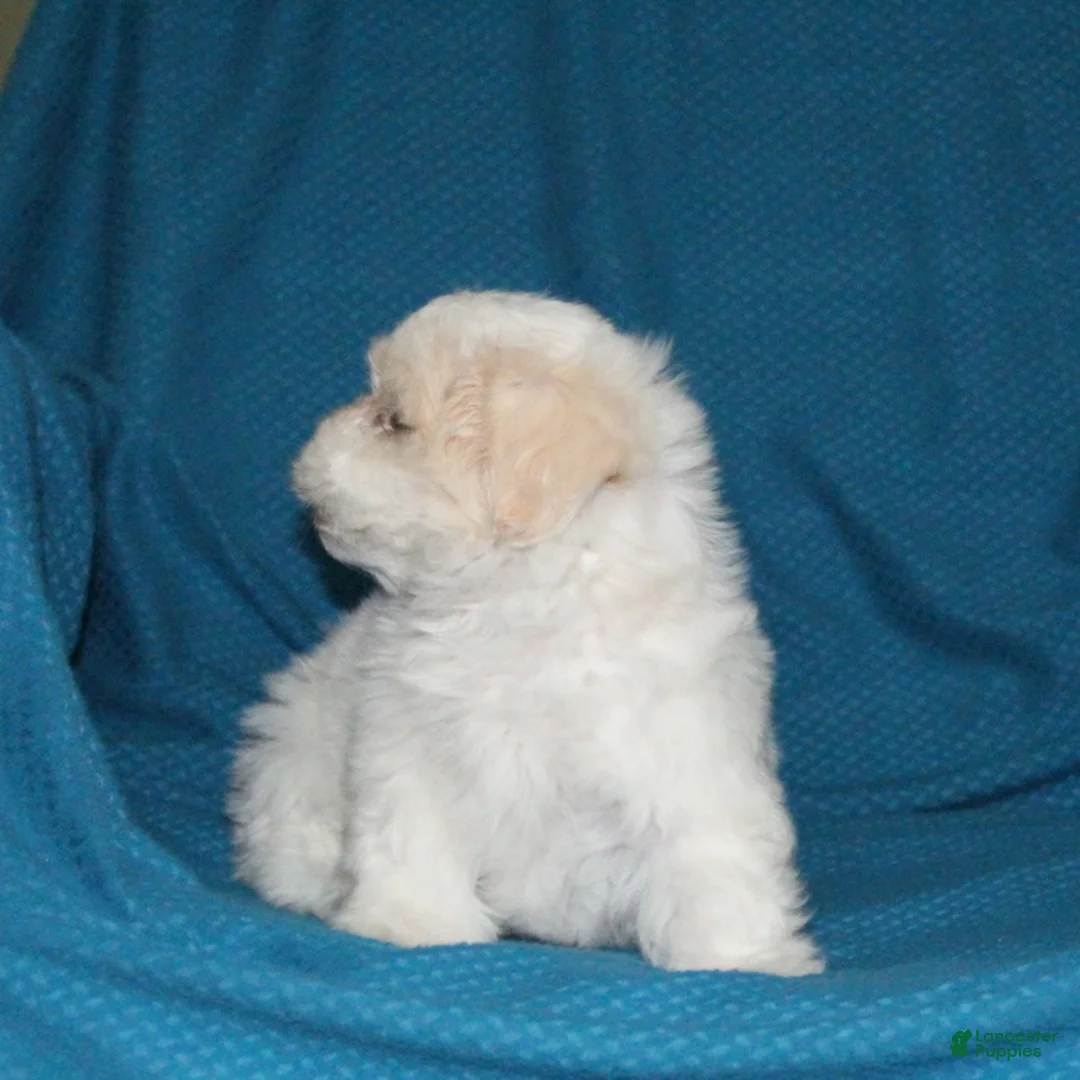 Malshi dogs for sale: Chip - Ad 4