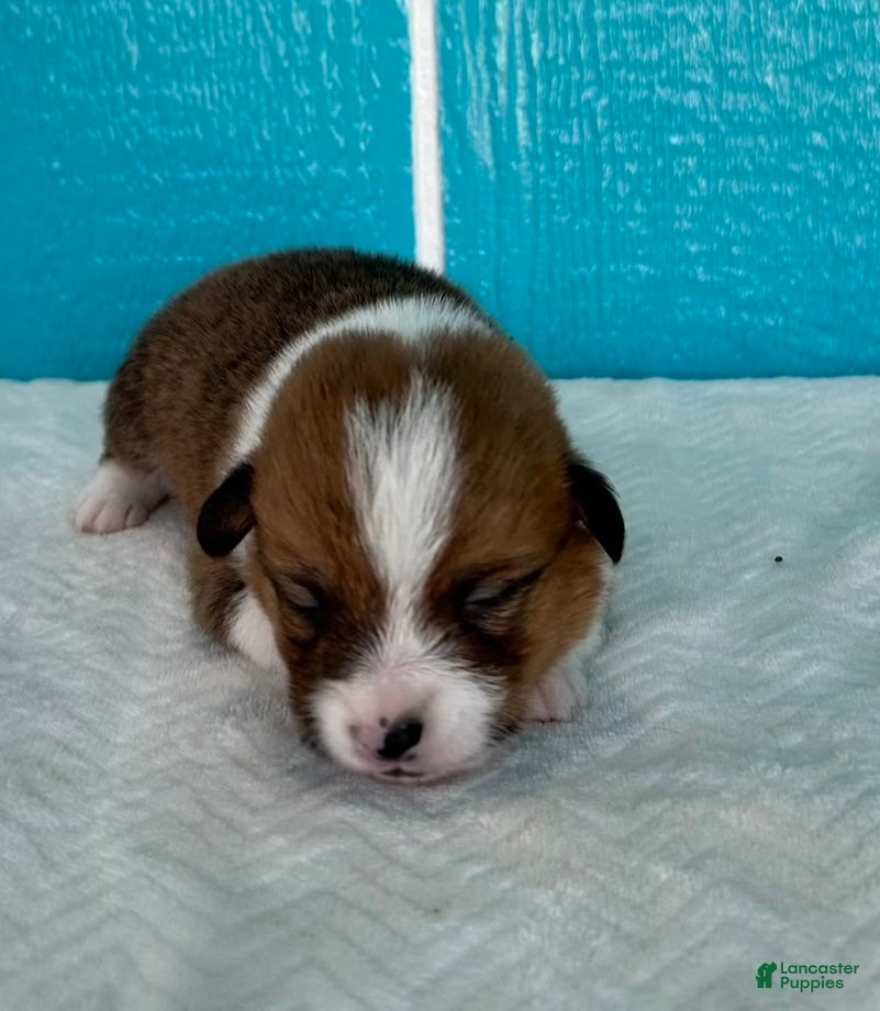 Welsh Corgi Pembroke dogs Blaise Welsh Corgi Pembroke Puppy  - Ad 2