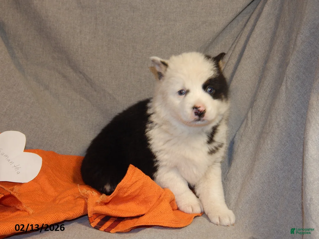 Pomsky dogs for sale: Samantha - Ad 2