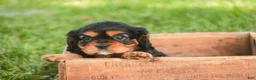 Cavalier King Charles Spaniel dogs for sale: Leroy Cavalier King Charles Spaniel  - Ad 5