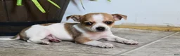Mixed Breed dogs for sale: Bingo - Ad 2