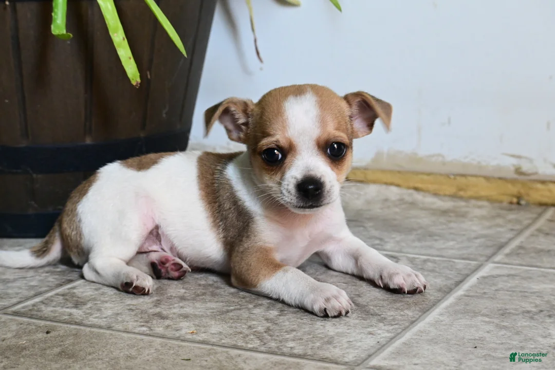 Mixed Breed dogs for sale: Bingo - Ad 2