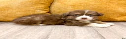 Australian Shepherd dogs for sale: Lady - Ad 5