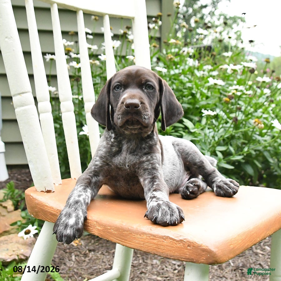 German Shorthaired Pointer dogs Chase - Ad 2