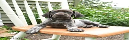 German Shorthaired Pointer dogs for sale: Chase - Ad 2