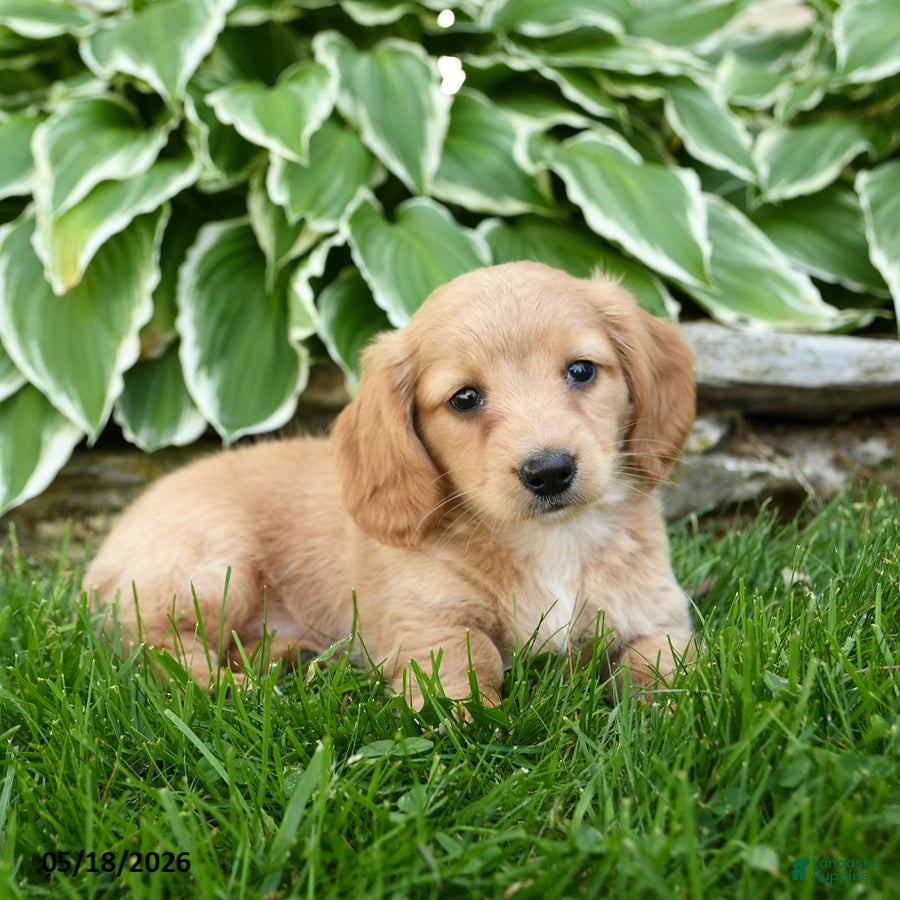 Miniature Dachshund dogs Twinkle - Ad 2