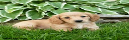 Miniature Dachshund dogs for sale: Twinkle - Ad 2