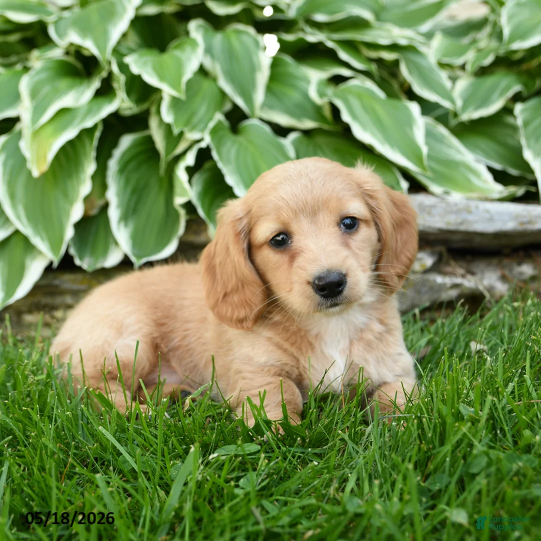 Miniature Dachshund dogs for sale: Twinkle - Ad 2