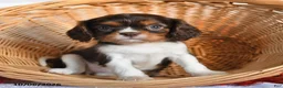 Cavalier King Charles Spaniel dogs for sale: Leo - Ad 4