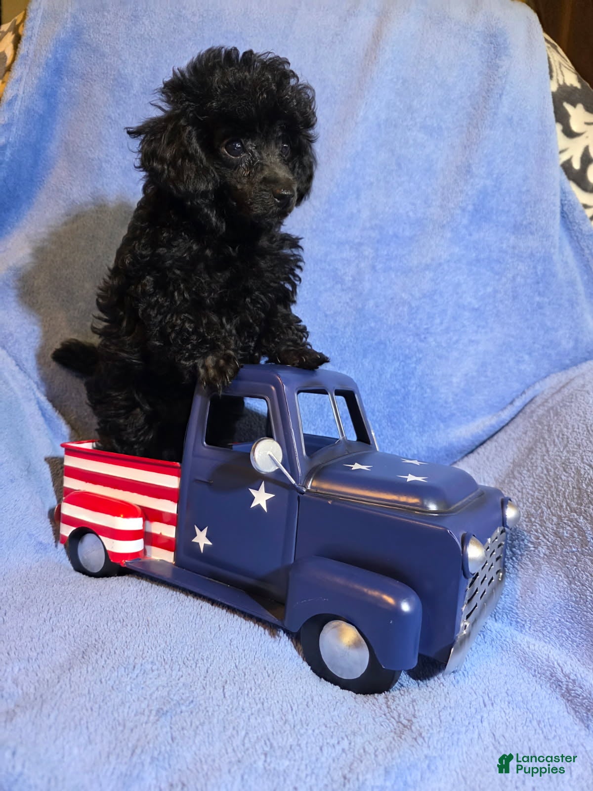 Toy Poodle dogs for sale: Toy Poodle Puppy 2 - Ad 1