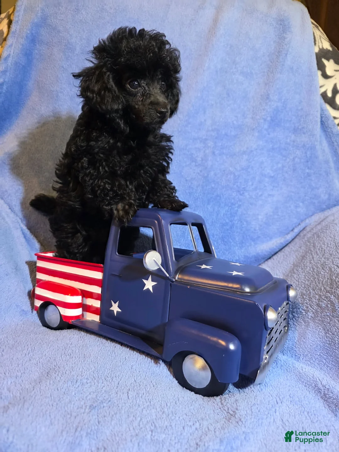 Toy Poodle dogs for sale: Toy Poodle Puppy 2 - Ad 1