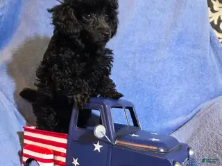 Toy Poodle dogs for sale: Toy Poodle Puppy 2 - Ad 1