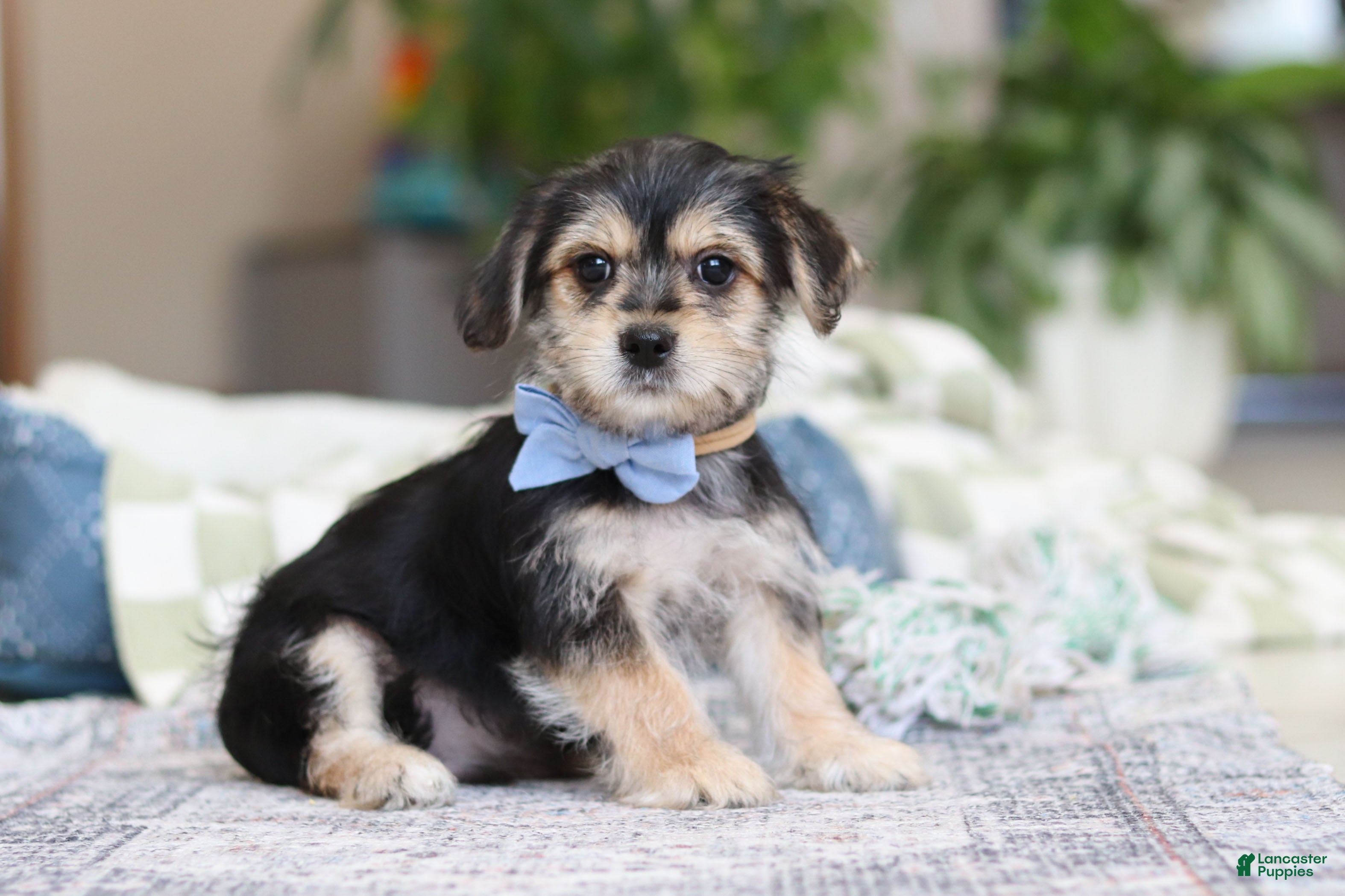 Morkie dogs Kai - Ad 2