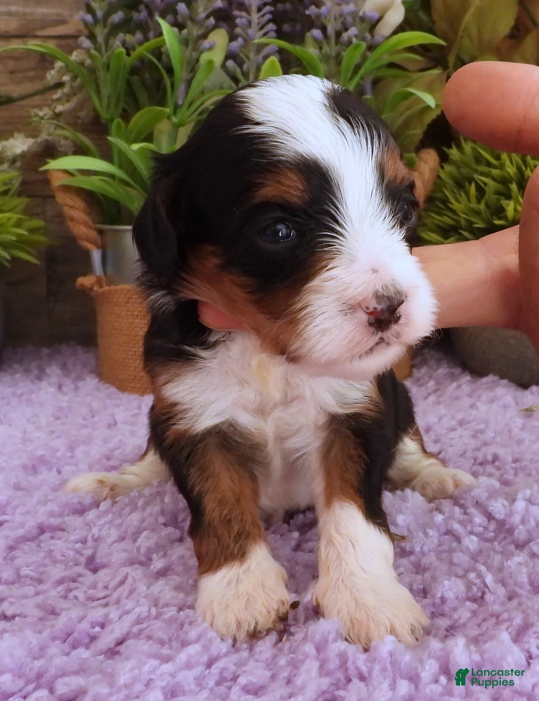 Cavapoo dogs for sale: Autumn's #2 Female - Ad 1