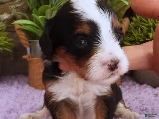 Cavapoo dogs Autumn's #2 Female - Ad 26