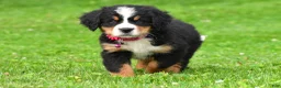 Bernese Mountain Dog dogs for sale: Nicole - Ad 8