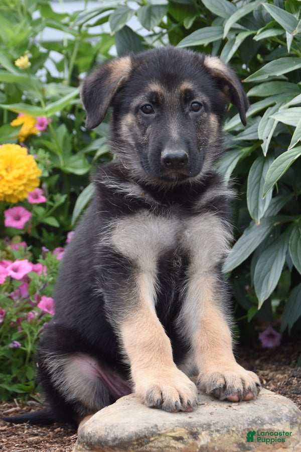 German Shepherd dogs Ben - Ad 1