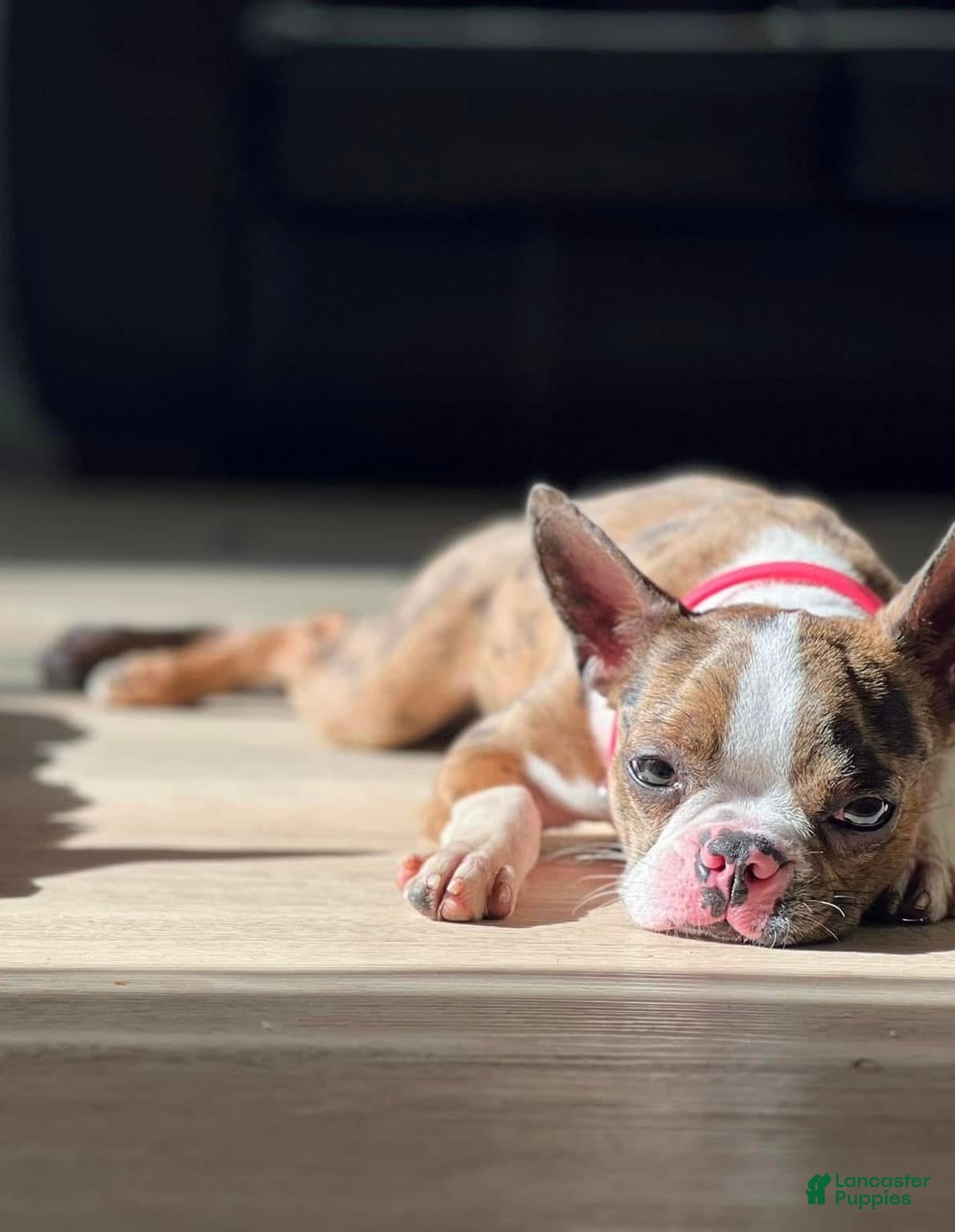 Boston Terrier dogs Daisy - Ad 19