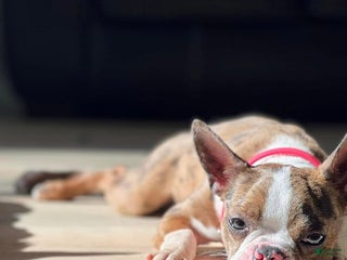 Boston Terrier dogs Daisy - Ad 15