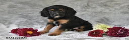 Cavapoo dogs for sale: Kenny - Ad 3