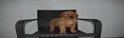 Goldendoodle dogs for sale: Buster  - Ad 3
