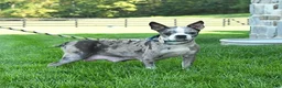 Boston Terrier dogs for sale: Avalanche - Ad 6