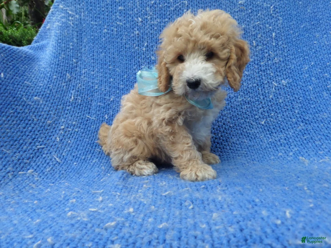 Toy Poodle dogs for sale: Peanut - Ad 1