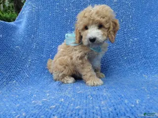 Toy Poodle dogs Peanut - Ad 18