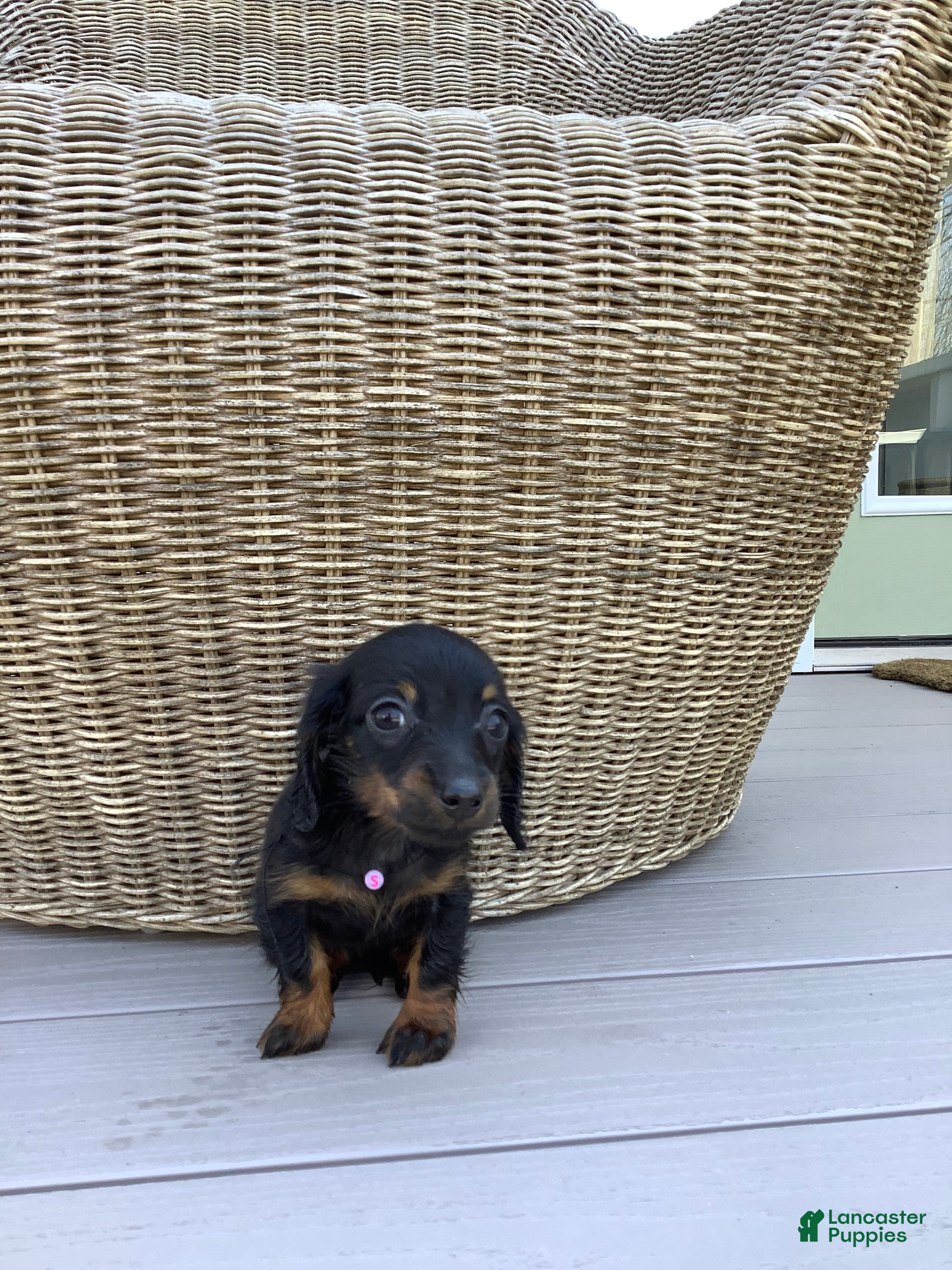 Dachshund dogs Sunny - Ad 2