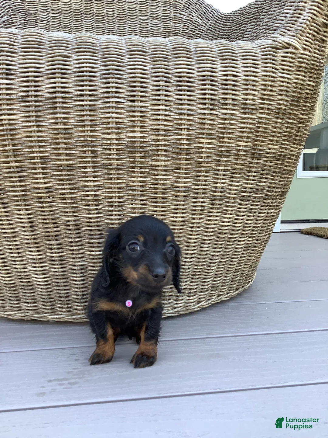 Dachshund dogs for sale: Sunny - Ad 2