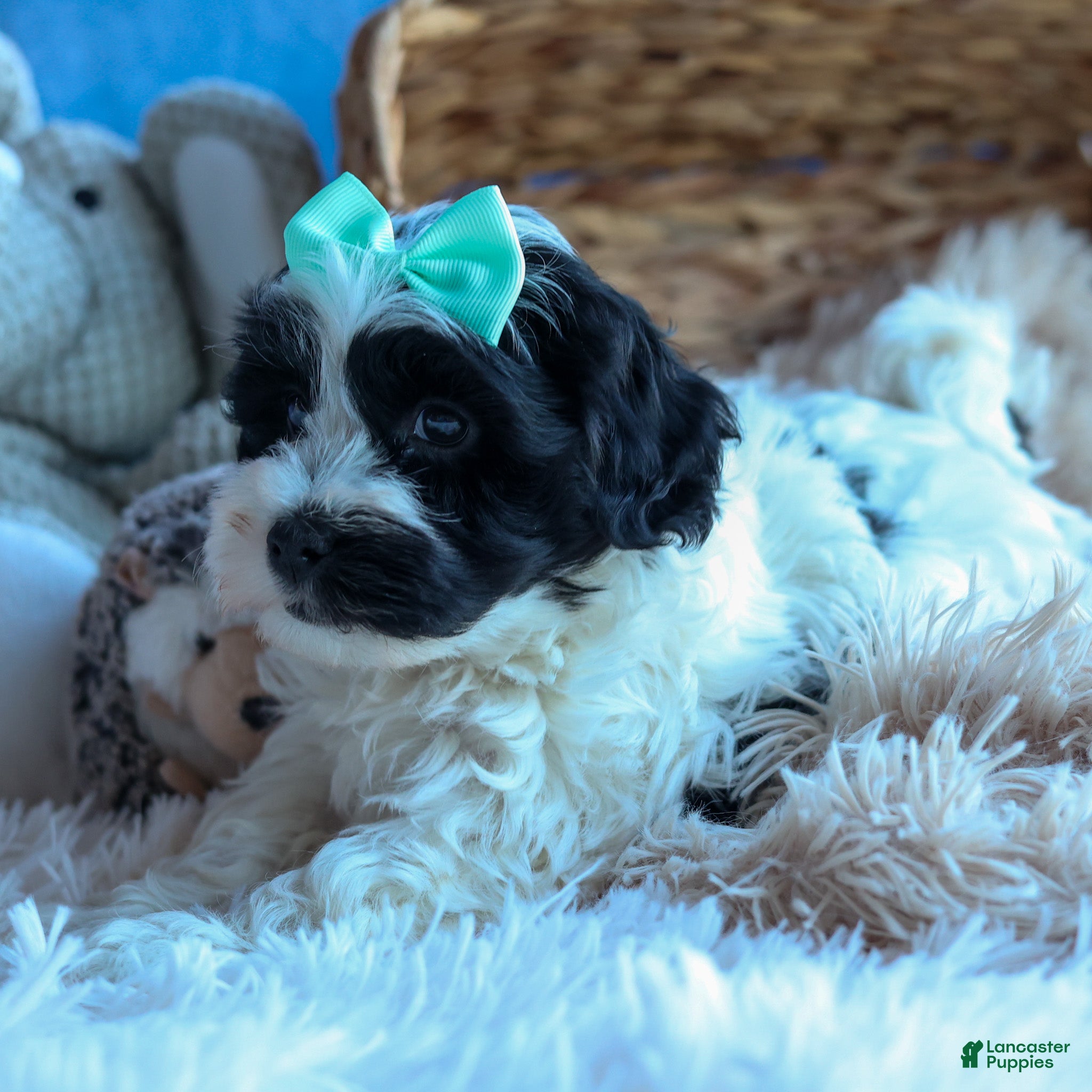 Havapoo dogs LOONEY - Ad 19