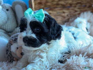 Havapoo dogs LOONEY - Ad 15