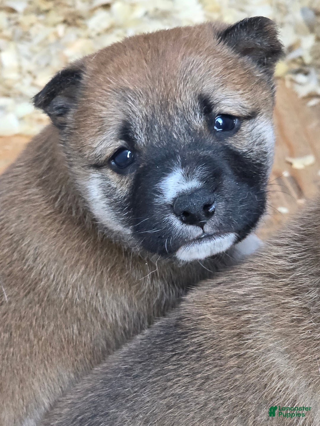 Shiba Inu dogs for sale: Shiba Inu Puppy 1 - Ad 1