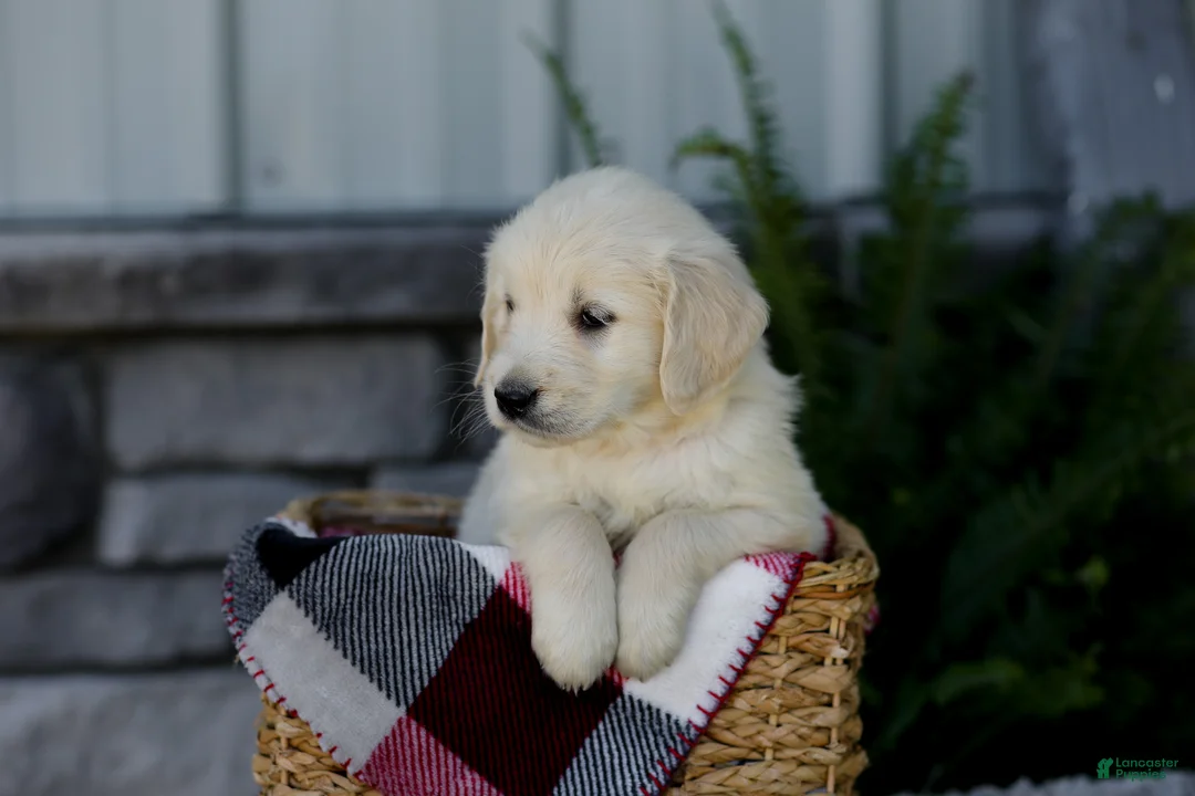 Golden Retriever dogs for sale: Beauty - Ad 2