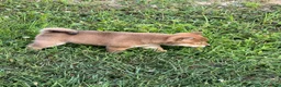 Shiba Inu dogs for sale: Mochi - Ad 2